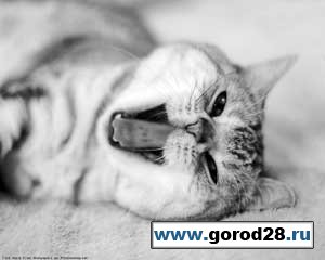 Полезные факты о кошках