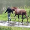 В Приамурье осуждены конокрады