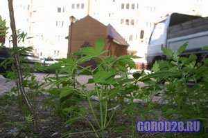 «Трава» у дома «Трава» у дома